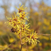 Zaubernuss hamamelis blume samen for anpflanzung - easy to grow, heirloom & gmo free samen for home garten
 
 sale samen for anpflanzung in home garten