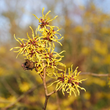 Zaubernuss hamamelis blume samen for anpflanzung - easy to grow, heirloom & gmo free samen for home garten
 
 sale samen for anpflanzung in home garten