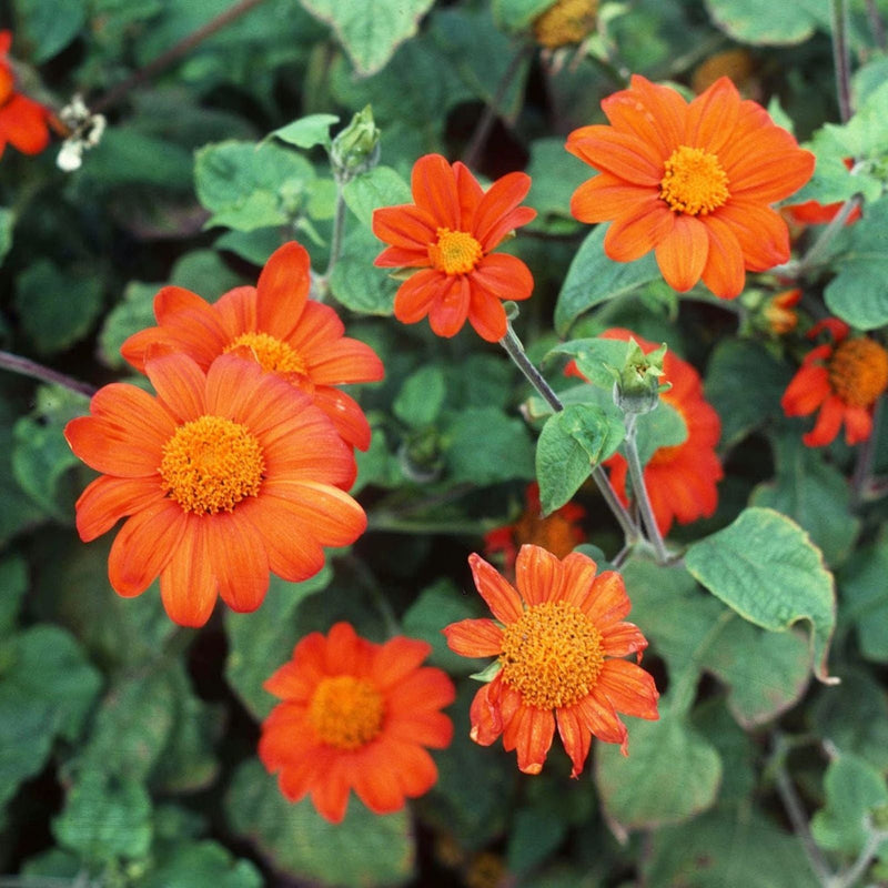 Tithonia blume samen for anpflanzung cottage garten essential heirloom & gmo free samen for home garten 
 
 sale samen for home garten anpflanzung