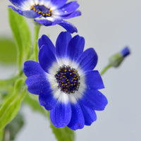 Blau cineraria blume samen for anpflanzung pollinator friendly heirloom & gmo free samen for home garten 
 
 sale samen for home garten anpflanzung
