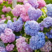 Multicolored hydrangea blume samen for anpflanzung vibrant colors heirloom & gmo free samen for home garten 
 
 sale samen for home garten anpflanzung