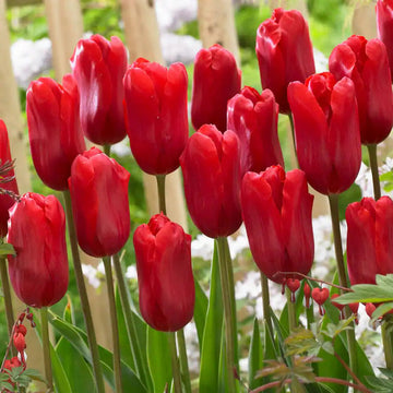 Tulip bulbs blume samen for anpflanzung easy to grow heirloom & gmo free samen for home garten 
 
 sale for anpflanzung in home garten