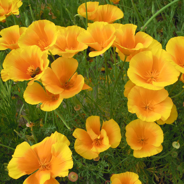 Gelb eschscholzia blume samen for anpflanzung - colorful display, heirloom & gmo free samen for home garten
 
 sale samen for anpflanzung in home garten