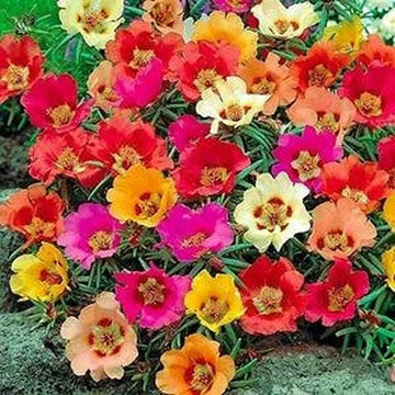 Mixed portulaca blume samen for anpflanzung - colorful display, heirloom & gmo free samen for home garten
 
 sale samen for anpflanzung in home garten