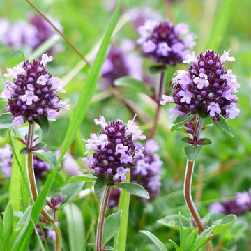 Violet serpyllum blume samen for anpflanzung - cut blume favorite, heirloom & gmo free samen for home garten
 
 sale for anpflanzung in home garten