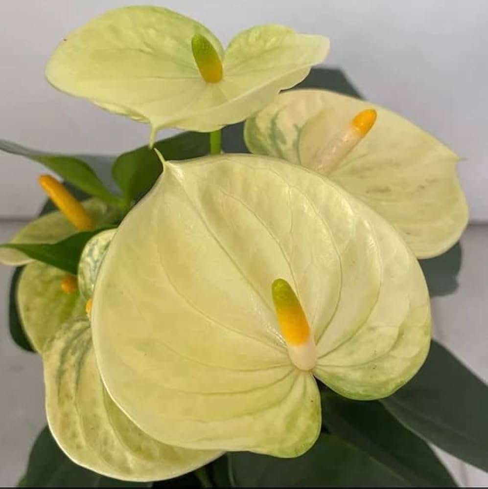 Light gelb anthurium blume samen for anpflanzung - sun loving, heirloom & gmo free samen for home garten
 
 sale for anpflanzung in home garten