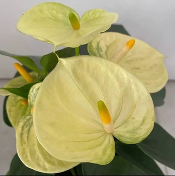 Light gelb anthurium blume samen for anpflanzung - sun loving, heirloom & gmo free samen for home garten
 
 sale for anpflanzung in home garten