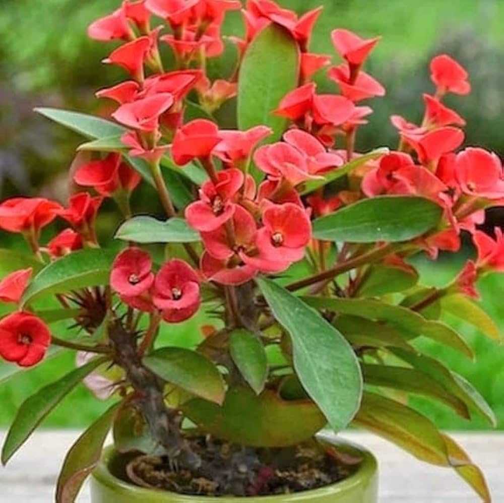 Euphorbia milii blume samen for anpflanzung premium quality heirloom & gmo free samen for home garten
 
 sale samen for home garten anpflanzung