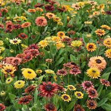 Rudbeckia sahar blume samen for anpflanzung - hardy variety, heirloom & gmo free samen for home garten
 
 sale samen for home garten
