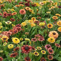 Rudbeckia sahar blume samen for anpflanzung - hardy variety, heirloom & gmo free samen for home garten
 
 sale samen for home garten