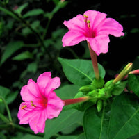 Jalapa Blumensamen zur Aussaat – leuchtend – Traditionssorte & ohne Gentechnik Samen Hausgarten