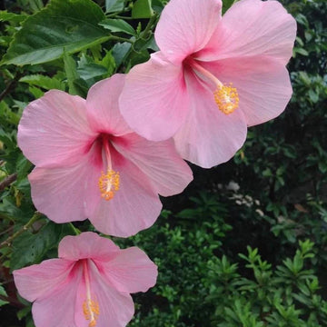 Baby rosa hibiscus blume samen for anpflanzung - long bloom season, heirloom & gmo free samen for home garten
 
 sale for anpflanzung in home garten