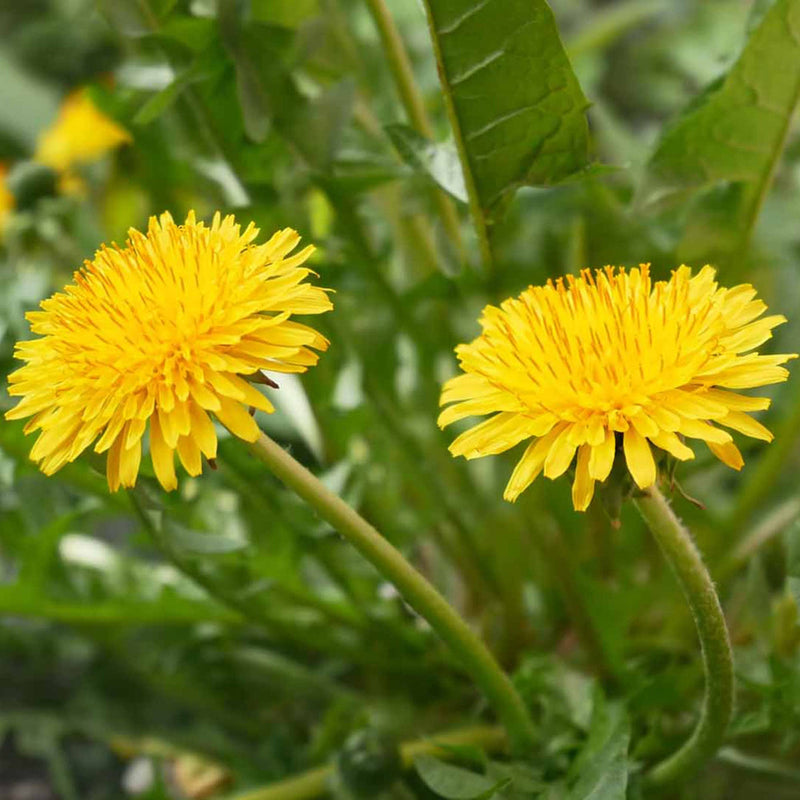 Taraxacum blume samen for anpflanzung cottage garten essential heirloom & gmo free samen for home garten 
 
 sale samen for home garten anpflanzung