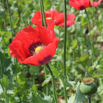 Mixed somniferum blume samen for anpflanzung cut blume favorite heirloom & gmo free samen for home garten
 
 sale samen for home garten anpflanzung