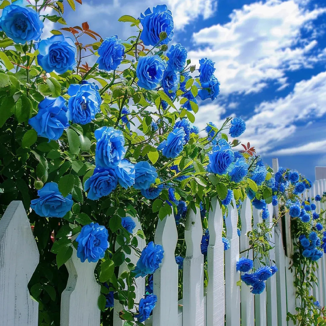 Sky blau climbing rose blume samen for anpflanzung - long bloom season, heirloom & gmo free samen for home garten
 
 sale samen for anpflanzung in home garten