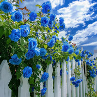 Blau kletternd Rose Blumensamen zur Aussaat leuchtend Blüten Traditionssorte & ohne Gentechnik Samen Hausgarten