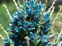 Blau puya venusta blume samen for anpflanzung - pollinator friendly, heirloom & gmo free samen for home garten
 
 sale samen for anpflanzung in home garten