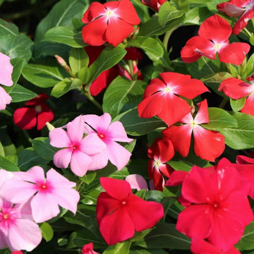 Mixed periwinkle blume samen for anpflanzung easy to grow heirloom & gmo free samen for home garten 
 
 sale samen for home garten anpflanzung
