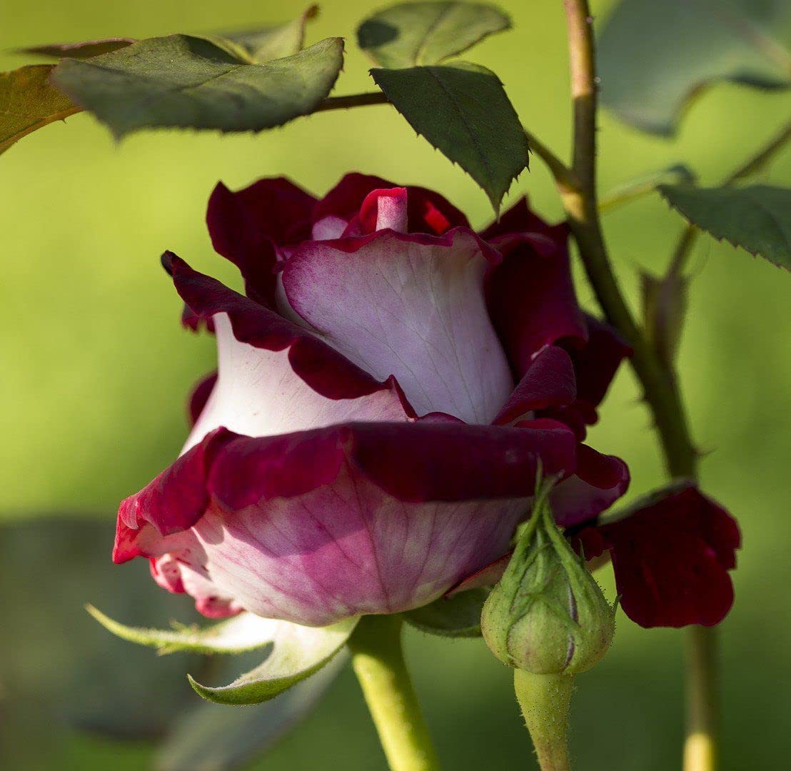 Marron weiß rose blume samen for anpflanzung - vibrant colors, heirloom & gmo free samen for home garten
 
 sale for anpflanzung in home garten