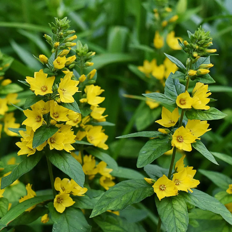 Lysimachus punctata blume samen for anpflanzung pollinator friendly heirloom & gmo free samen for home garten 
 
 sale samen for home garten anpflanzung