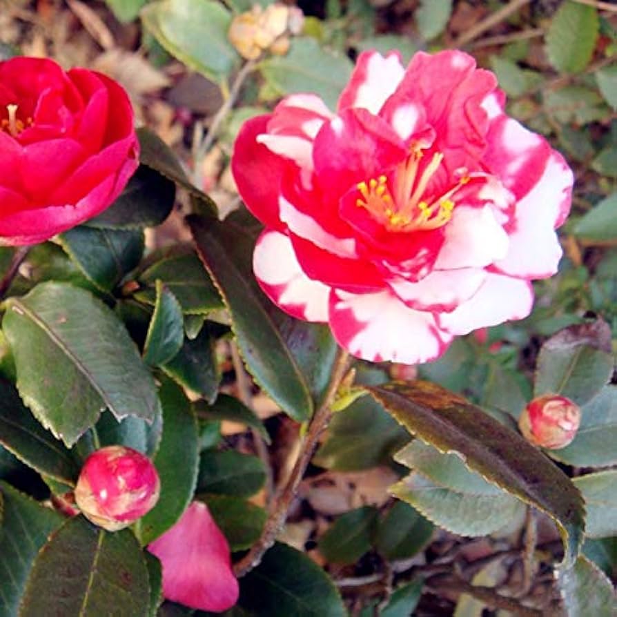 Rot weiß camellia japonica blume samen for anpflanzung wildflower mix heirloom & gmo free samen for home garten 
 
 sale samen for home garten anpflanzung