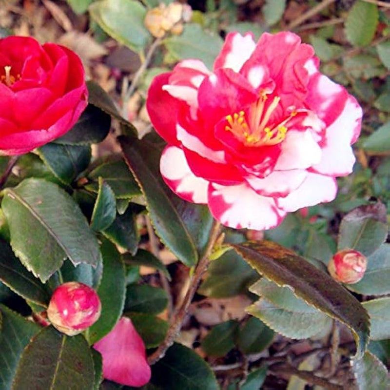 Rot weiß camellia japonica blume samen for anpflanzung wildflower mix heirloom & gmo free samen for home garten 
 
 sale samen for home garten anpflanzung