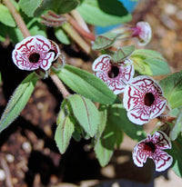 Mimulus pictus blume samen for anpflanzung wildflower mix heirloom & gmo free samen for home garten 
 
 sale samen for home garten anpflanzung