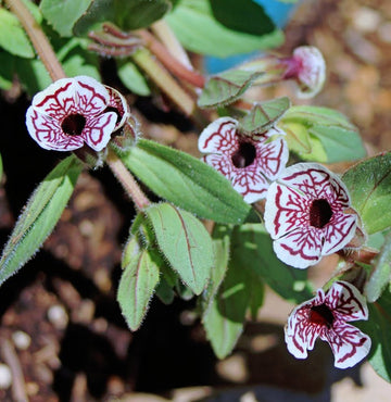 Mimulus pictus blume samen for anpflanzung wildflower mix heirloom & gmo free samen for home garten 
 
 sale samen for home garten anpflanzung
