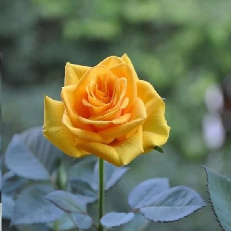 Thick gelb rose blume samen for anpflanzung low maintenance heirloom & gmo free samen for home garten 
 
 sale samen for home garten anpflanzung