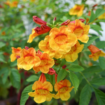 Orange tecoma jubilee blume samen for anpflanzung sun loving heirloom & gmo free samen for home garten 
 
 sale samen for home garten anpflanzung