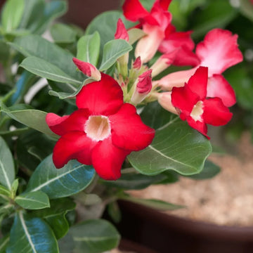 Obesum blume samen for anpflanzung hardy variety heirloom & gmo free samen for home garten 
 
 sale samen for home garten anpflanzung