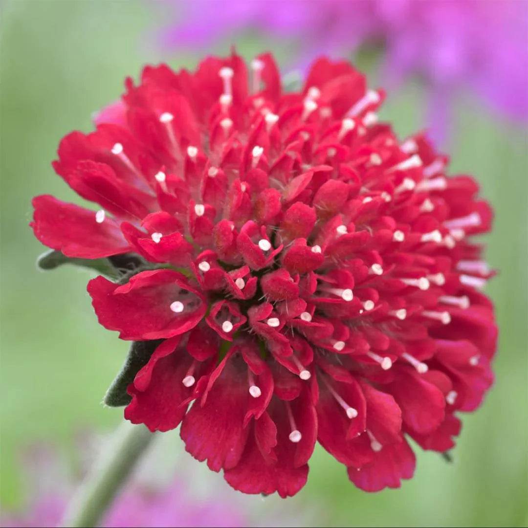 Rot macedonica blume samen for anpflanzung - perfect for borders, heirloom & gmo free samen for home garten
 
 sale for anpflanzung in home garten