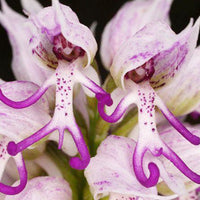 Monkey face lila blume samen for anpflanzung cottage garten essential heirloom & gmo free samen for home garten
 
 sale samen for home garten anpflanzung