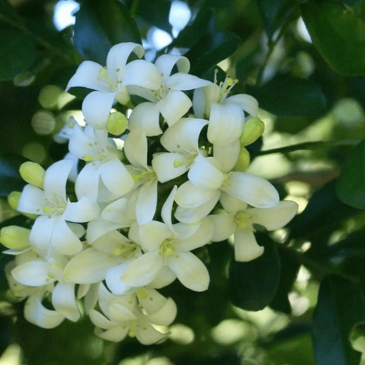 Weiß murraya paniculata blume samen for anpflanzung - long bloom season, heirloom & gmo free samen for home garten
 
 sale samen for anpflanzung in home garten