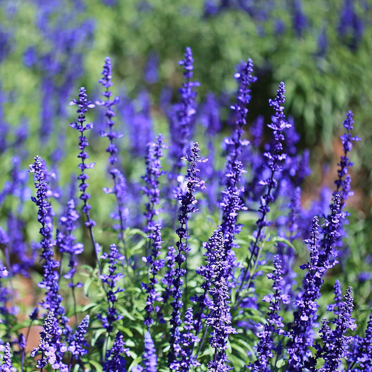 Blau sage blume samen for anpflanzung colorful display heirloom & gmo free samen for home garten 
 
 sale samen for home garten anpflanzung
