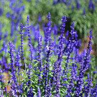 Blau sage blume samen for anpflanzung colorful display heirloom & gmo free samen for home garten 
 
 sale samen for home garten anpflanzung