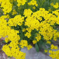 Gelb aurinia blume samen for anpflanzung drought tolerant heirloom & gmo free samen for home garten 
 
 sale samen for home garten anpflanzung