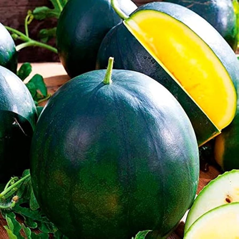 Gelb yanosik blume samen for anpflanzung shade tolerant heirloom & gmo free samen for home garten 
 
 sale samen for home garten anpflanzung