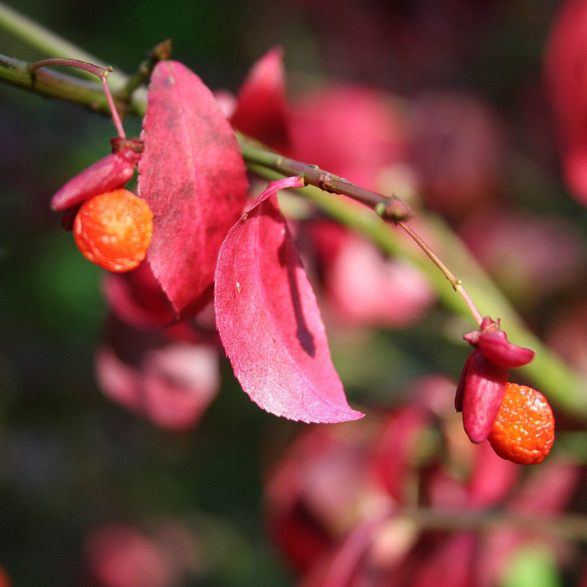 Rot burning bush blume samen for anpflanzung - fragrant blossoms, heirloom & gmo free samen for home garten
 
 sale for anpflanzung in home garten