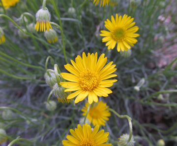 Gelb erigeron blume samen for anpflanzung colorful display heirloom & gmo free samen for home garten 
 
 sale samen for home garten anpflanzung