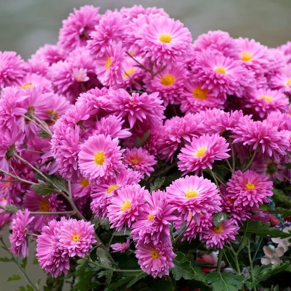 Gelb rosa chrysanthemum blume samen for anpflanzung cut blume favorite heirloom & gmo free samen for home garten 
 
 sale samen for home garten anpflanzung