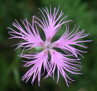 Dianthus superbus blume samen for anpflanzung wildflower mix heirloom & gmo free samen for home garten 
 
 sale samen for home garten anpflanzung