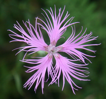 Dianthus superbus blume samen for anpflanzung wildflower mix heirloom & gmo free samen for home garten 
 
 sale samen for home garten anpflanzung