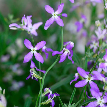 Mathiola longipetala blume samen for anpflanzung bright blooms heirloom & gmo free samen for home garten 
 
 sale samen for home garten anpflanzung
