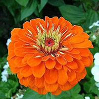 Orange anthemoides blume samen for anpflanzung - colorful display, heirloom & gmo free samen for home garten
 
 sale samen for anpflanzung in home garten
