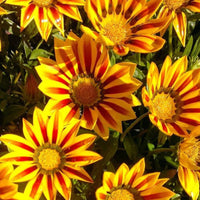 Gelb rot gazania rigens blume samen for anpflanzung - premium quality, heirloom & gmo free samen for home garten
 
 sale samen for home garten