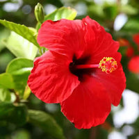 Rot hibiscus blume samen for anpflanzung vibrant colors heirloom & gmo free samen for home garten
 
 sale samen for home garten anpflanzung