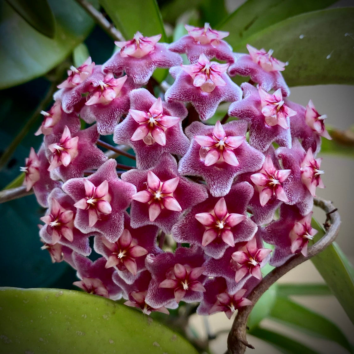 Maroon hoya blume samen for anpflanzung hardy variety heirloom & gmo free samen for home garten
 
 sale samen for home garten anpflanzung