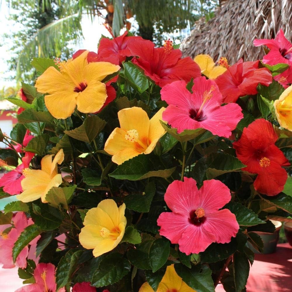 Mixedcolored hibiscus blume samen for anpflanzung cut blume favorite heirloom & gmo free samen for home garten 
 
 sale samen for home garten anpflanzung
