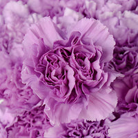 Lavender carnations blume samen for anpflanzung perfect for borders heirloom & gmo free samen for home garten 
 
 sale samen for home garten anpflanzung
